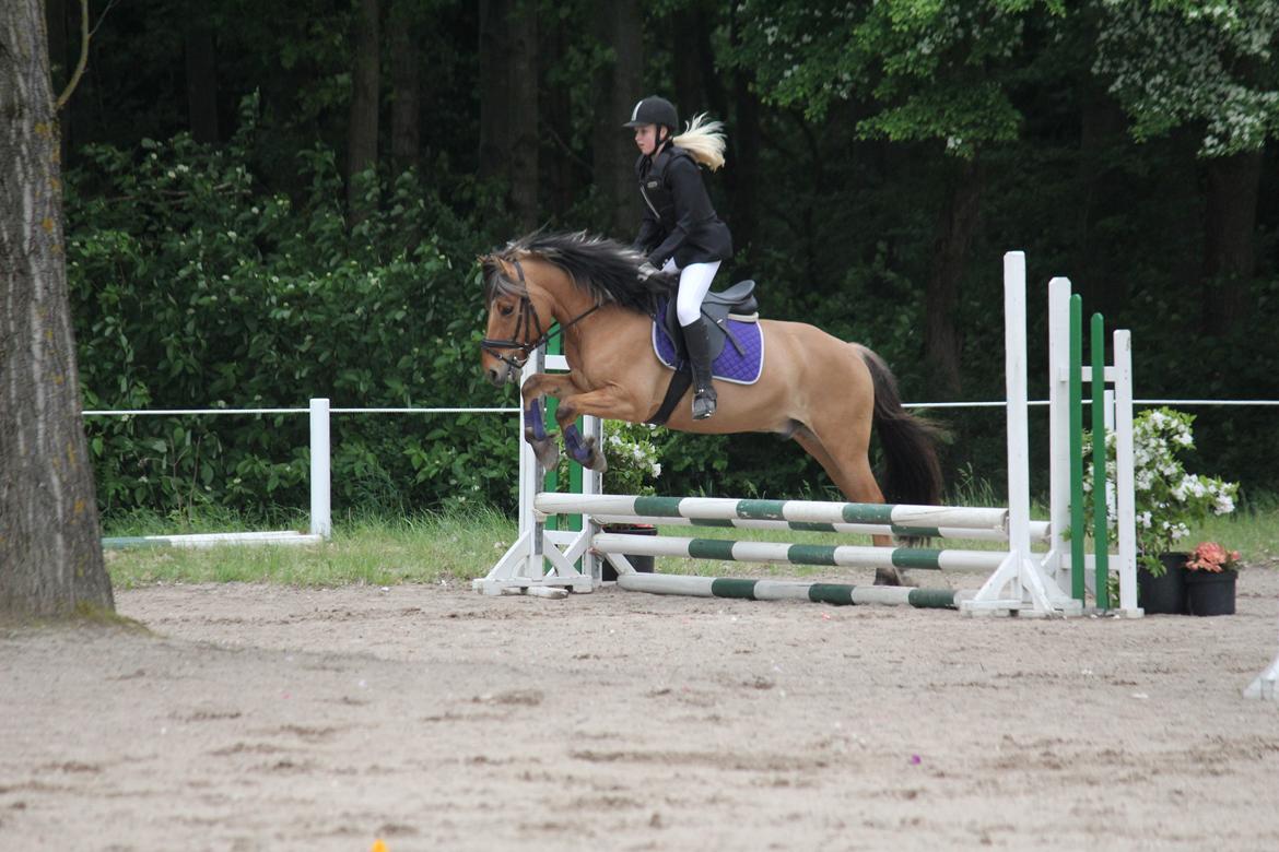 Anden særlig race Tarzan - Springstævne d. 2/6-2013 billede 8