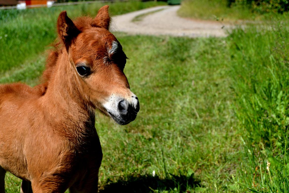 Amerikansk Miniature Highlight Red Lily billede 7