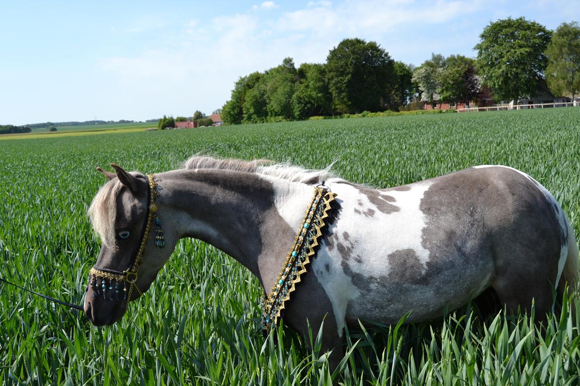 Amerikansk Miniature Elizabeth The Queen billede 7