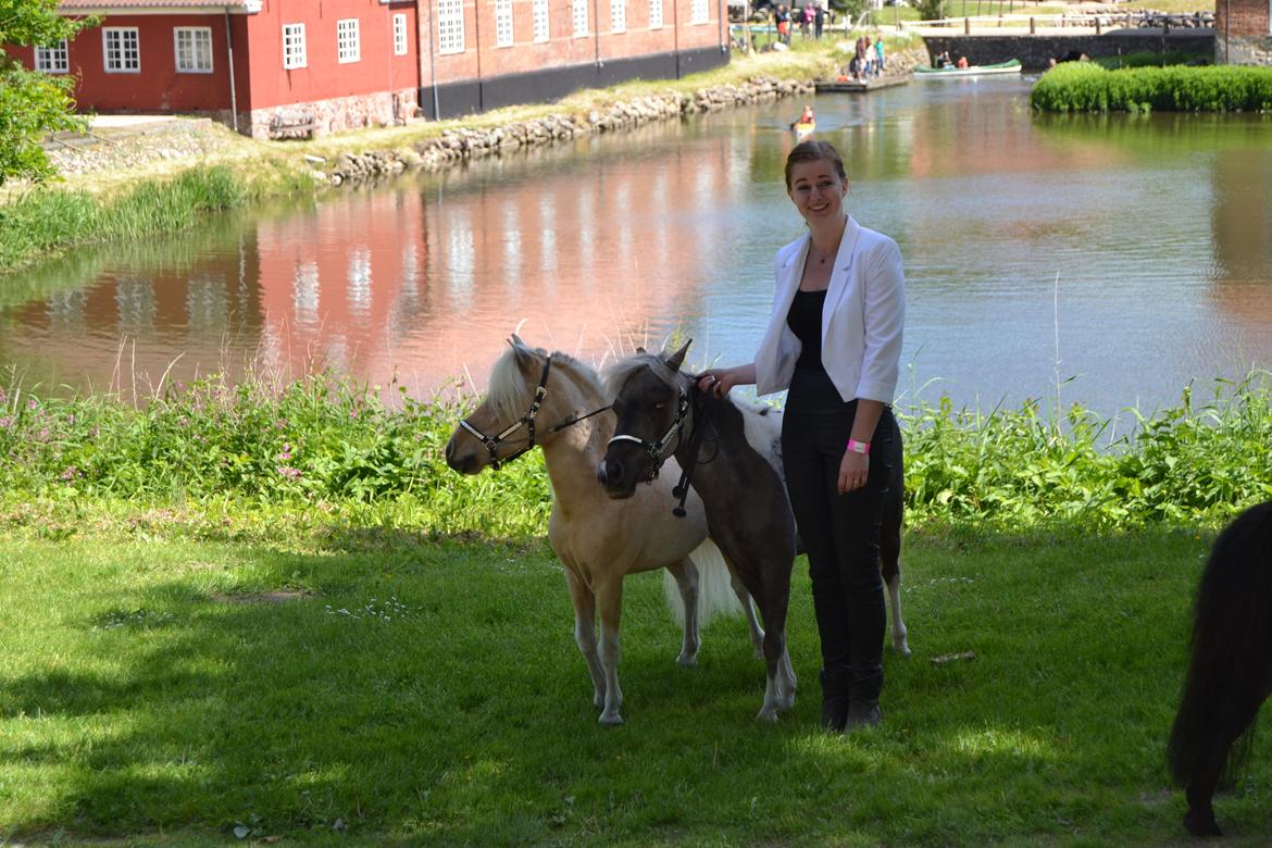 Amerikansk Miniature Elizabeth The Queen billede 11