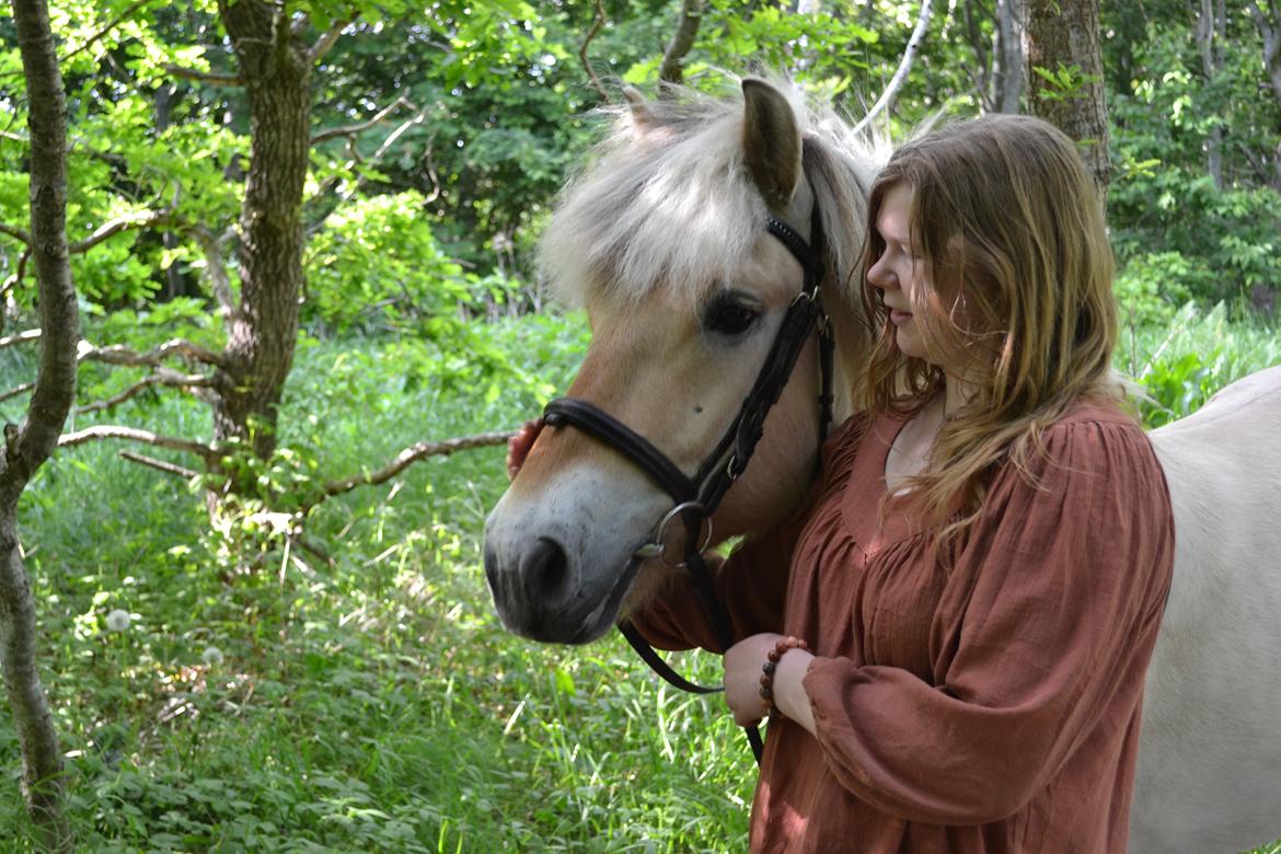 Fjordhest Leedals Lukas - Vores første tid i Danmark sammen. billede 10