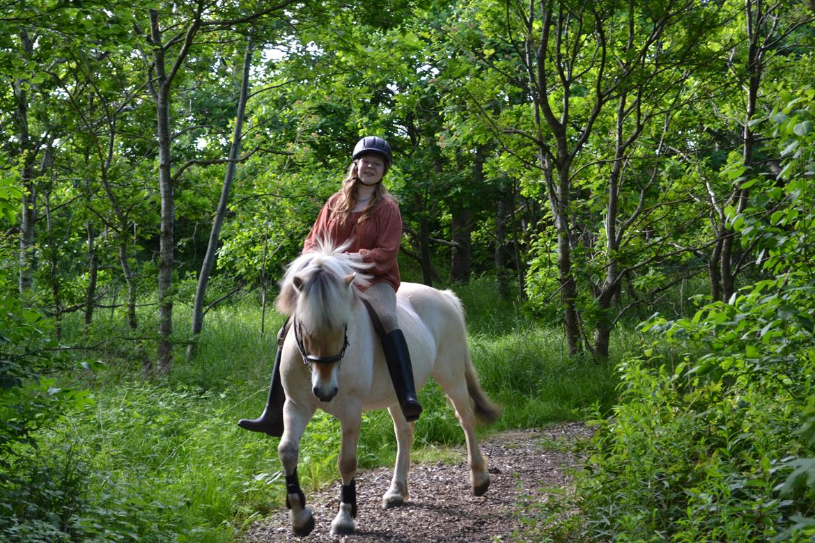 Fjordhest Leedals Lukas billede 11