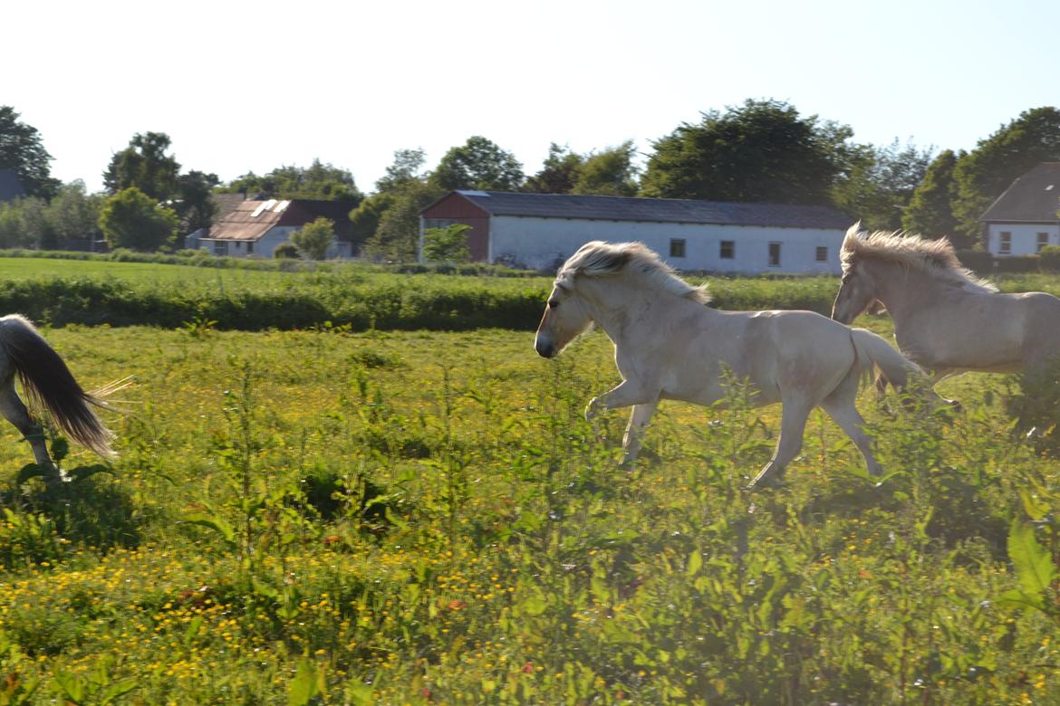 Fjordhest Leedals Lukas - Sommer og frihed. billede 12