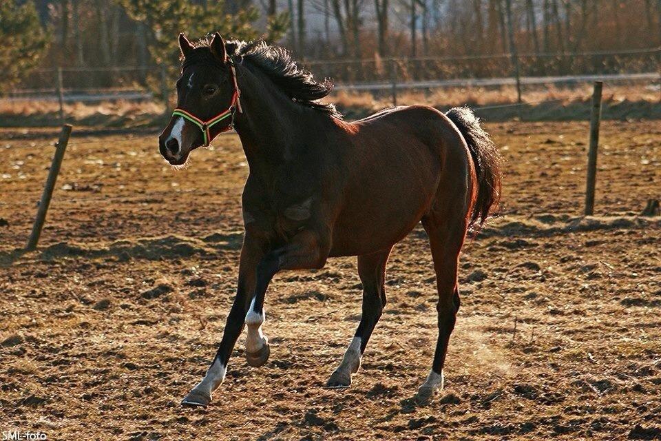 DSP Stidsbjergs Night Whisper - i can't believe how much i love you billede 9