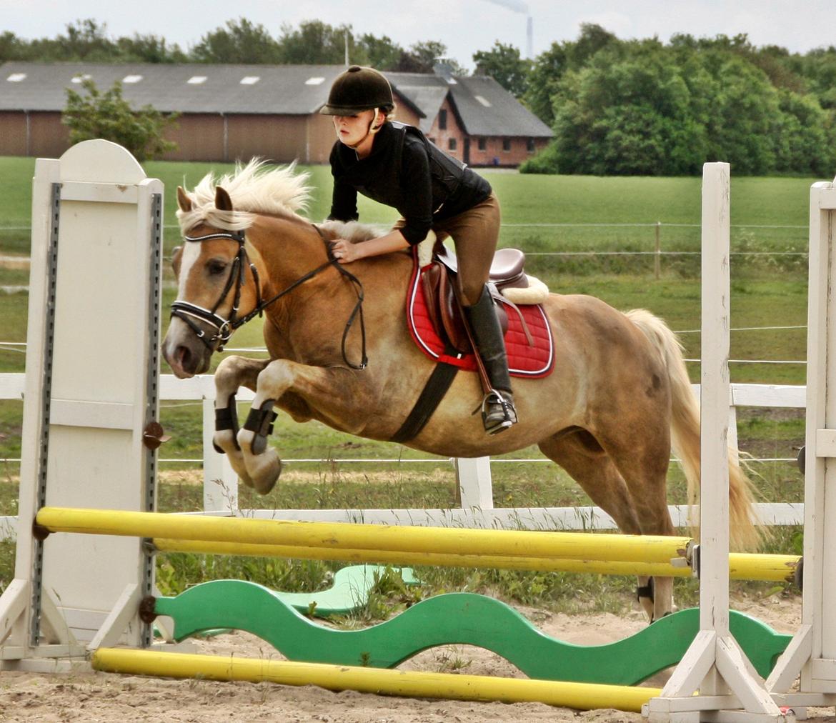 Haflinger BAILEY - 11.06.2013 billede 17