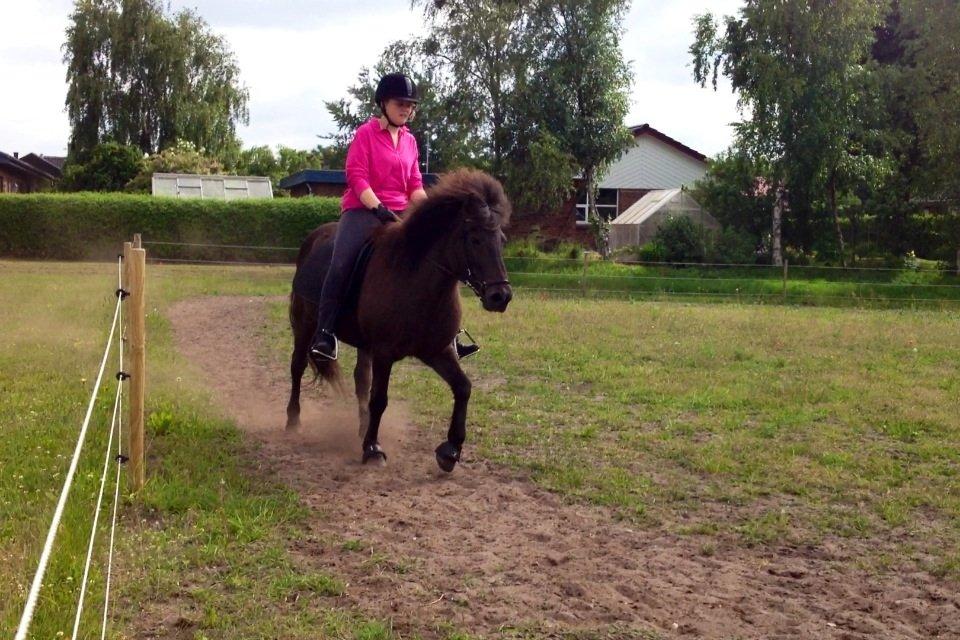 Islænder Kolskör frá Egemose ~ my soulmate <3 billede 13