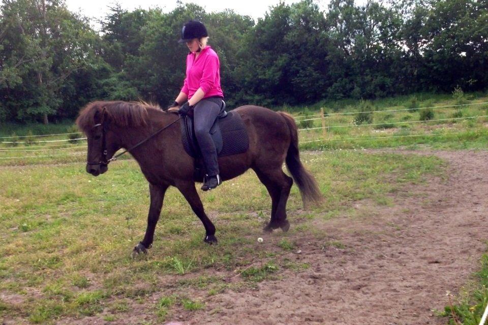 Islænder Kolskör frá Egemose ~ my soulmate <3 billede 14