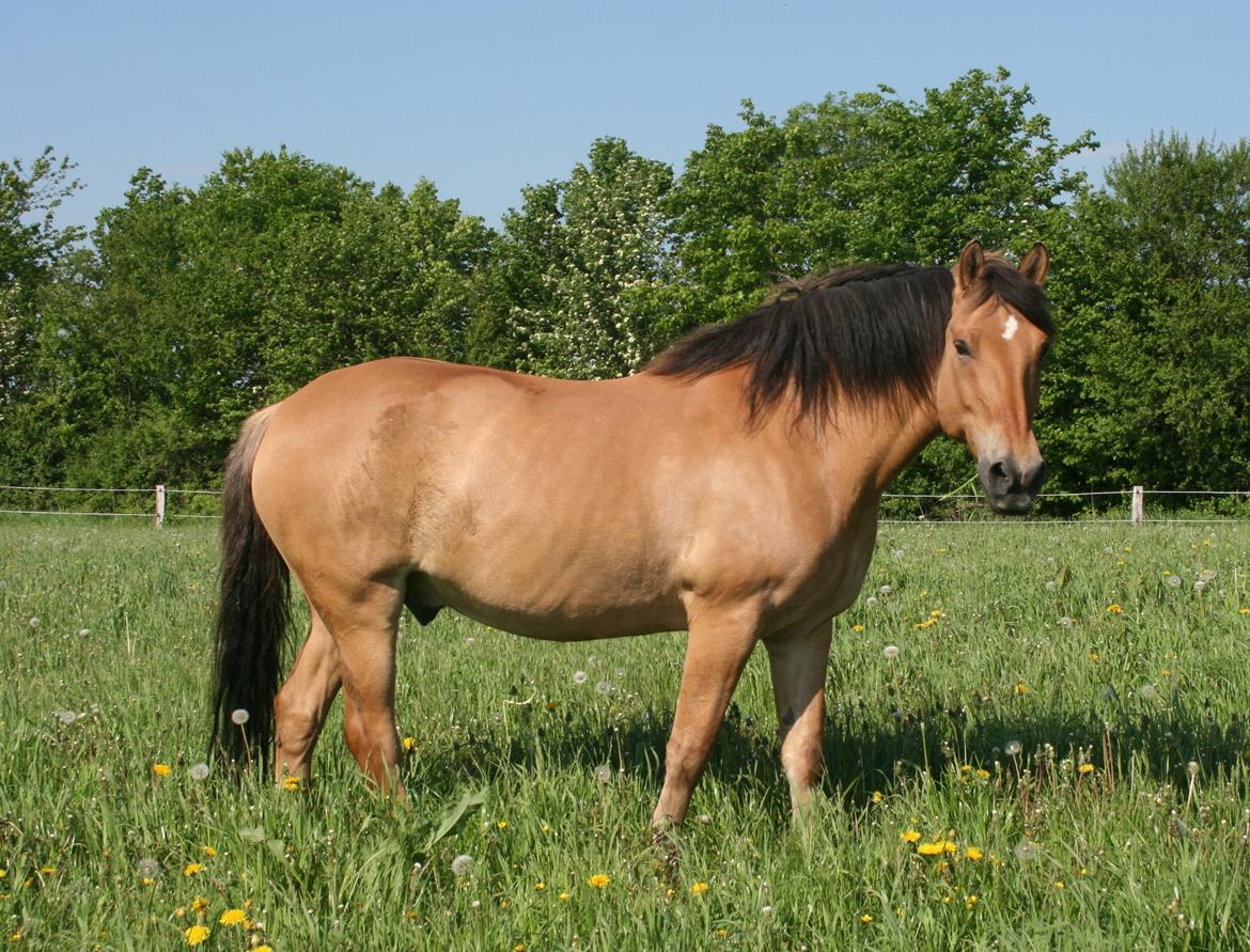 Anden særlig race Lukas - bassen på fold billede 9