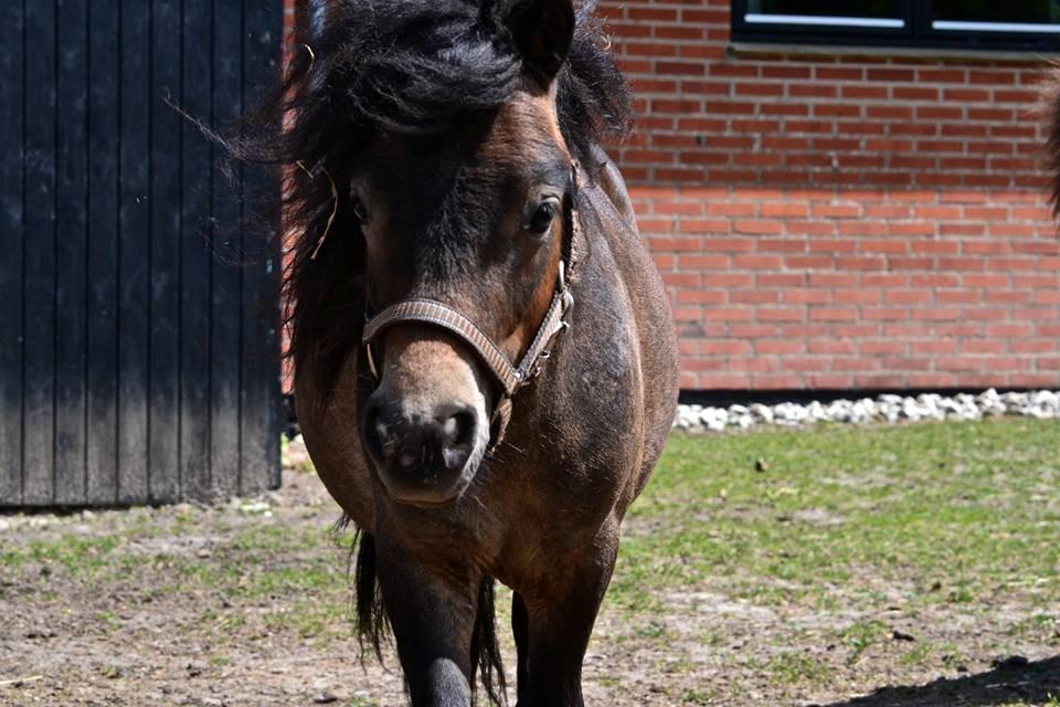 Shetlænder Bagheera af Bjørnholm - Fotografi af Line Hvid billede 2