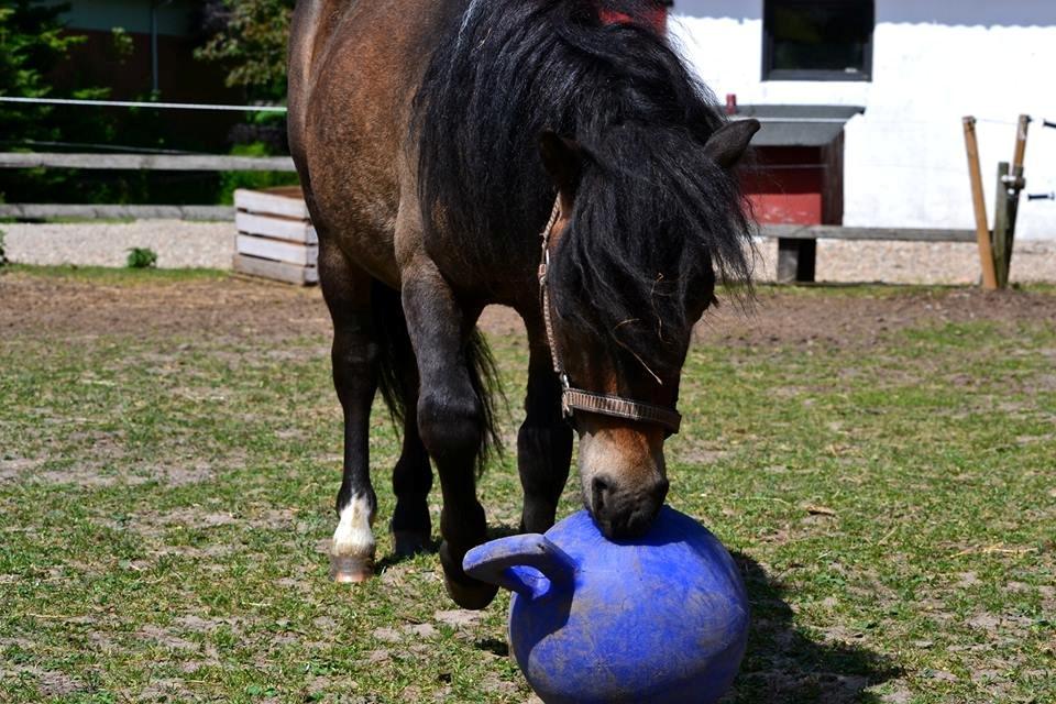 Shetlænder Bagheera af Bjørnholm - Fotografi af Line Hvid billede 5