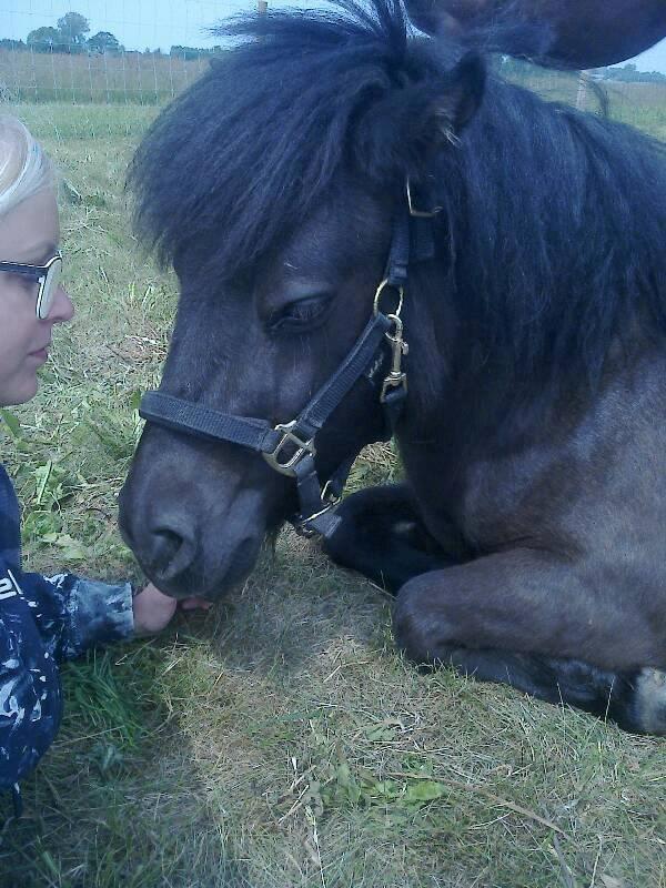 Shetlænder Sønderskovs Racing billede 8