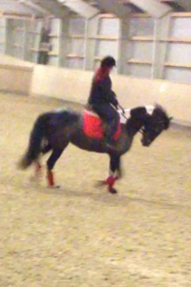 Anden særlig race Wictoria af Bakkebo billede 12