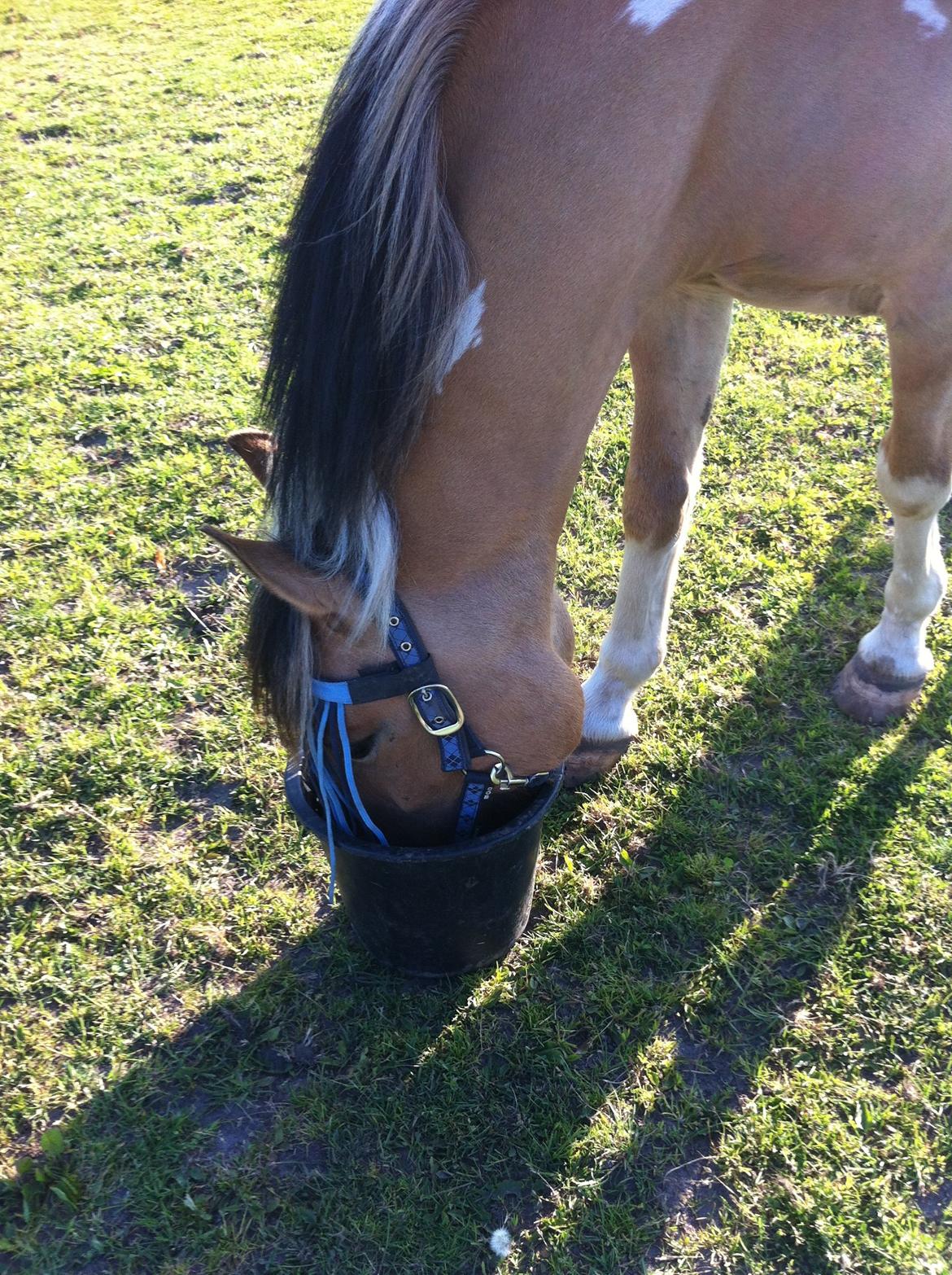 Hollandsk Sportspony Capello ivo - Hvis du bad mig råbe ud til hele verden at jeg elsker dig, så ville jeg bare hviske det i dit øre, for du er hele min verden billede 5