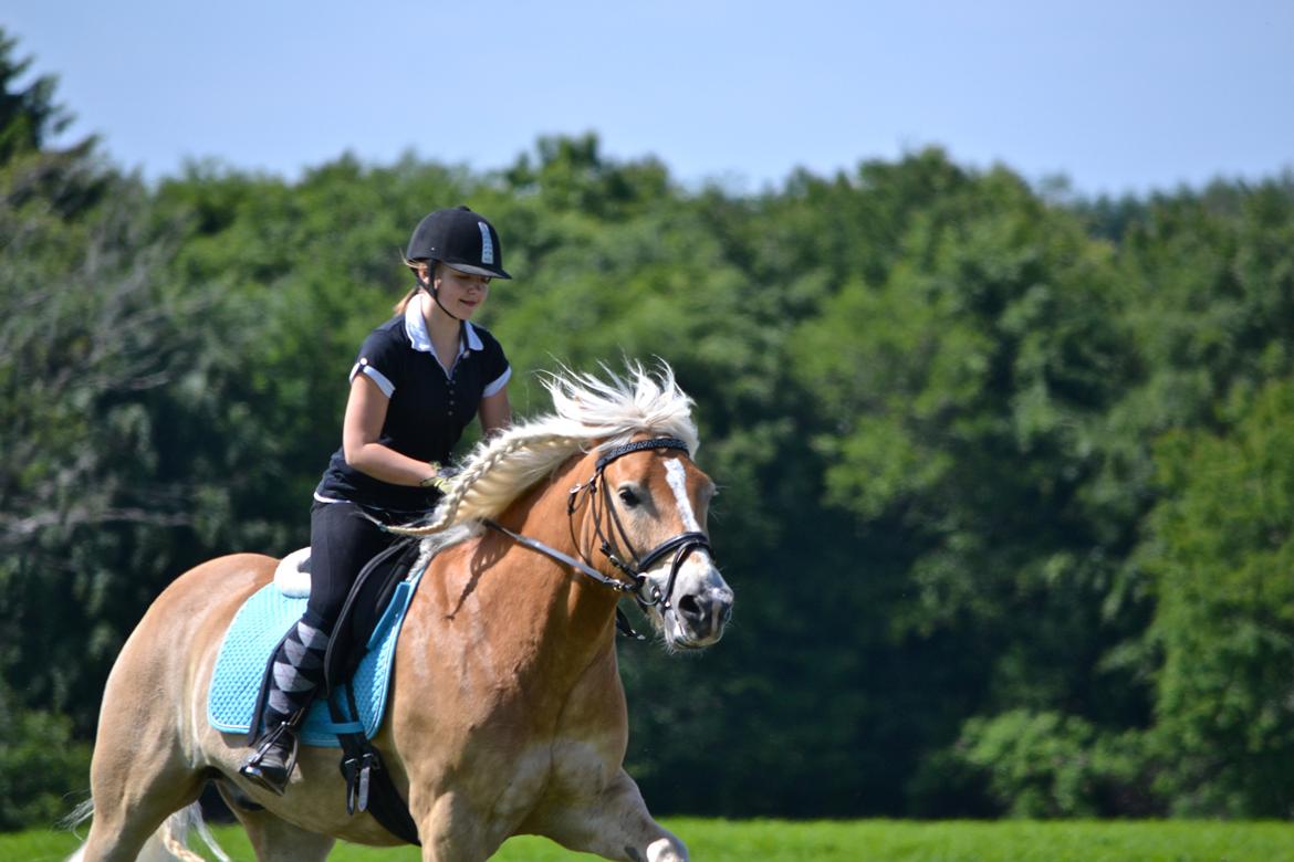 Haflinger Avalon - fuld fart frem ...
foto: Line Hvid billede 3