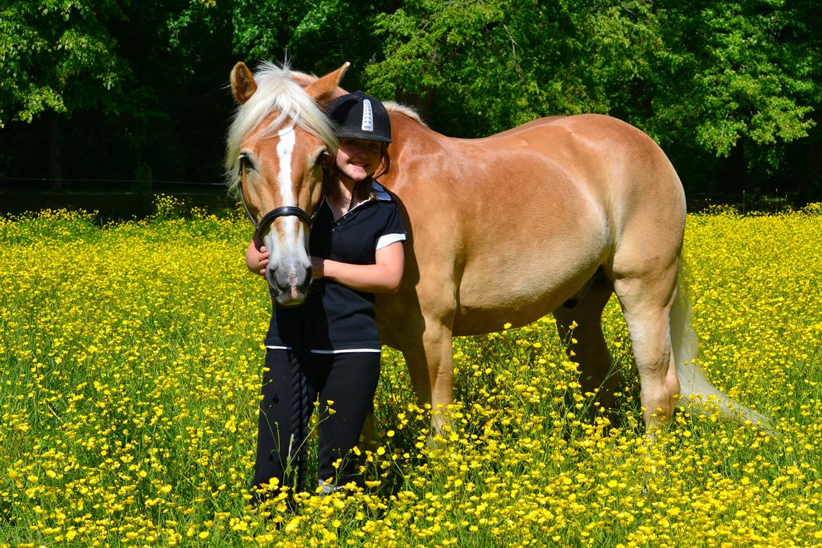 Haflinger Avalon - foto: Line Hvid billede 6