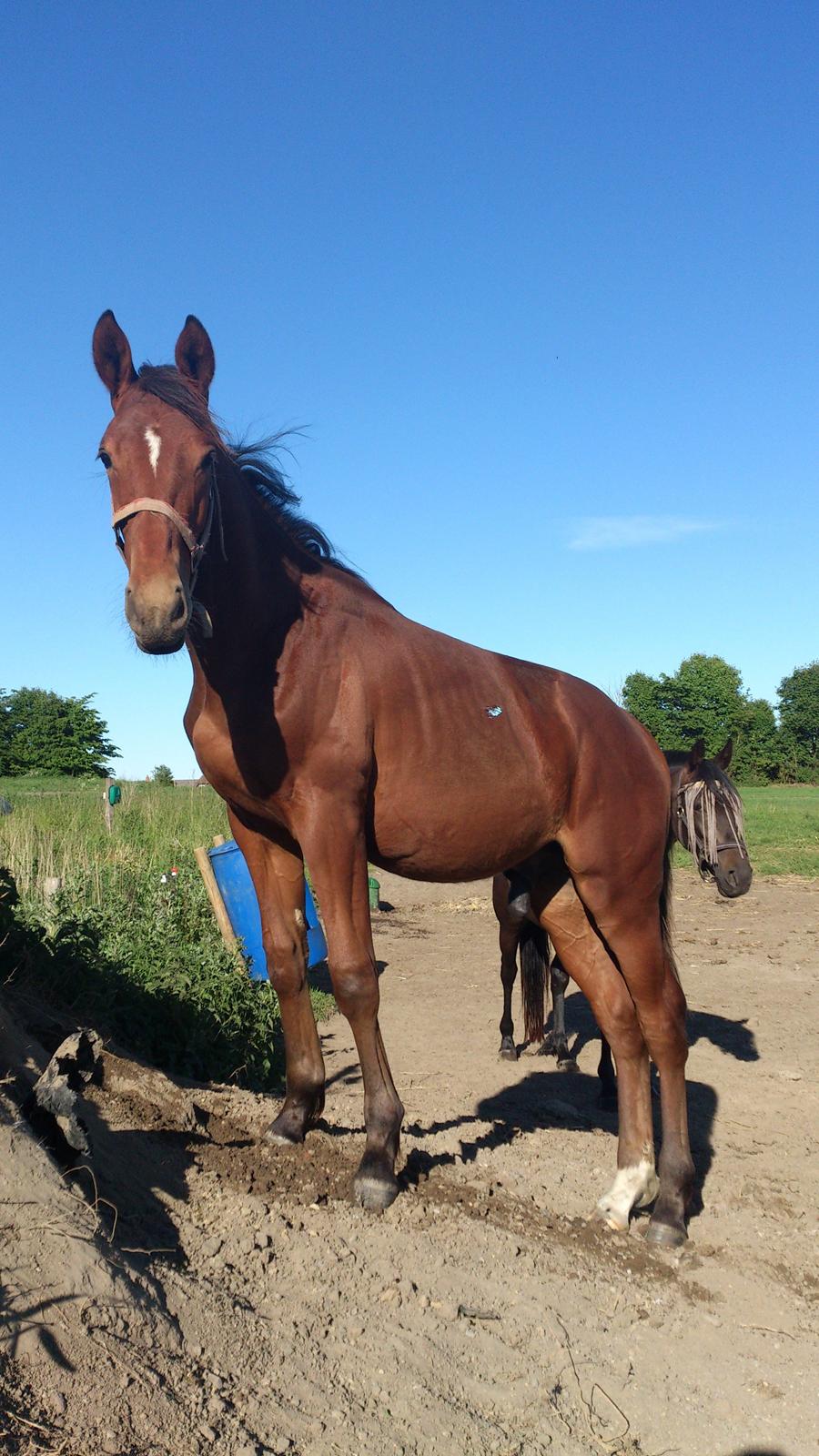 Anden særlig race Sofus billede 11