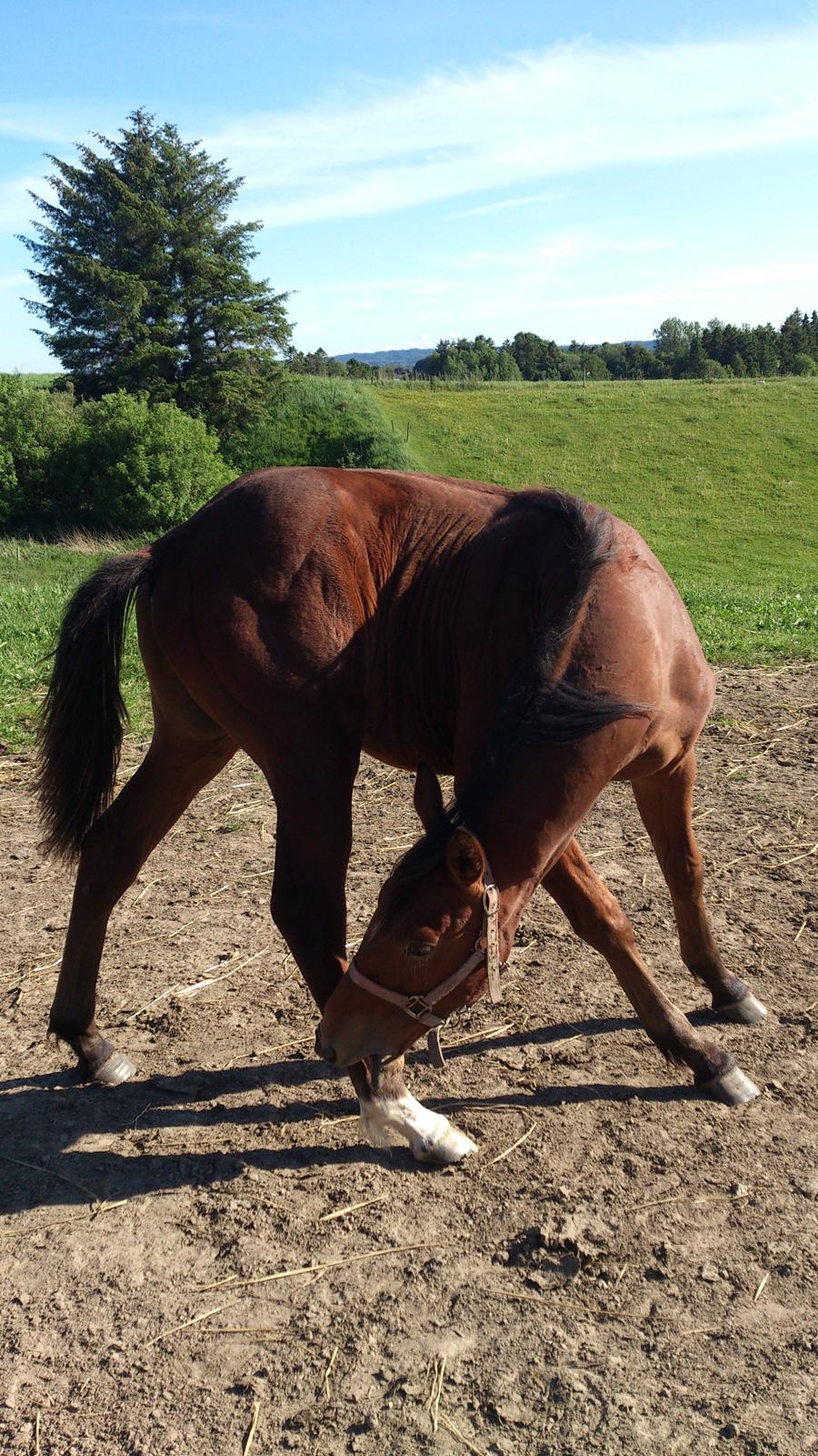 Anden særlig race Sofus billede 13