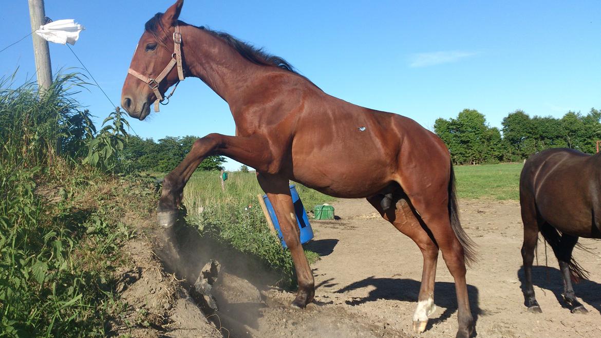 Anden særlig race Sofus billede 8