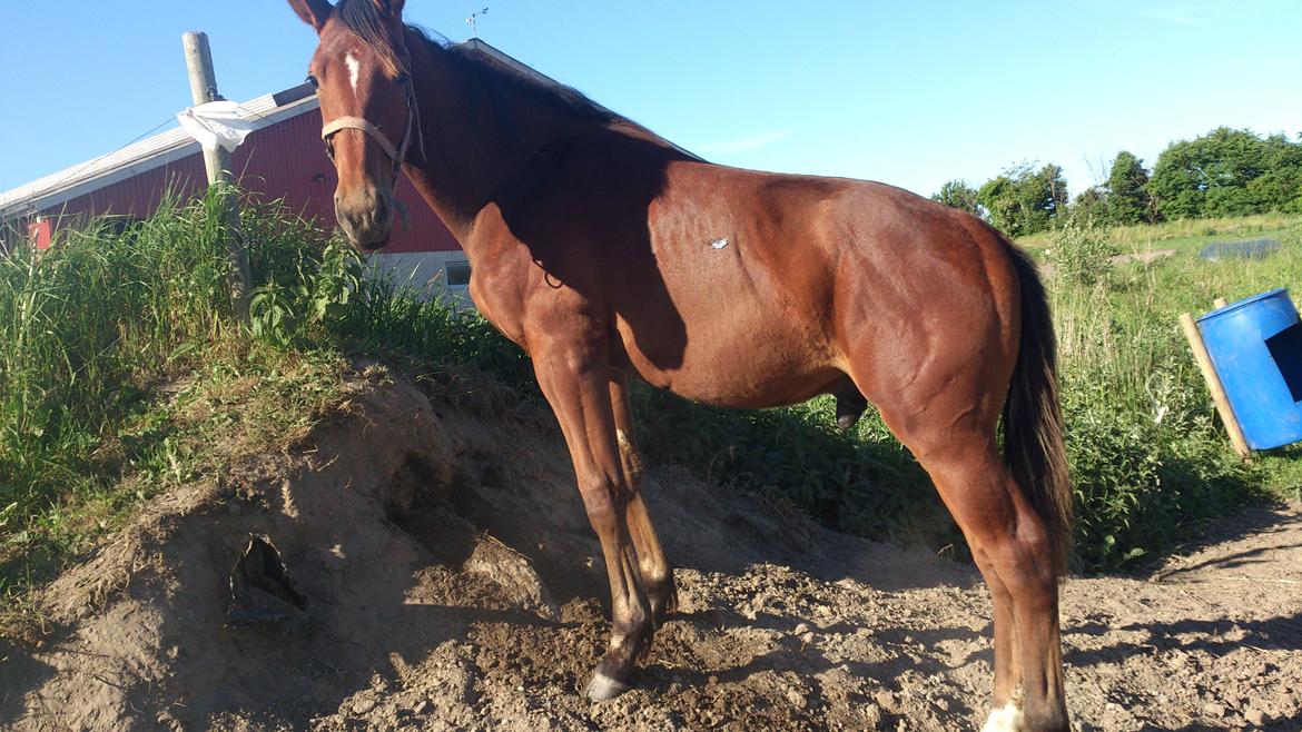 Anden særlig race Sofus billede 16