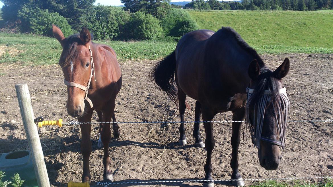 Anden særlig race Sofus billede 19