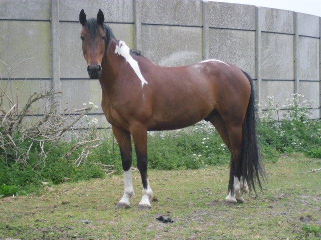 Anden særlig race Skovgaardens Nuqqie nudjive <3 - Billede 11. billede 11