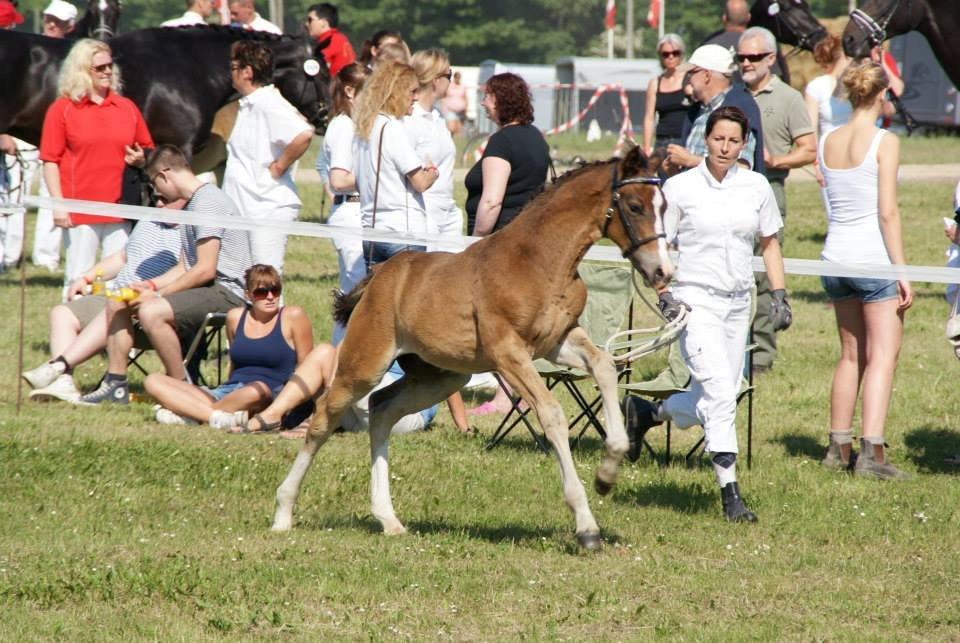 Oldenborg Henriksøs Leonardo (solgt) - Roskilde Dyreskue 2013 billede 15