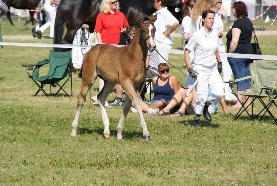 Oldenborg Henriksøs Leonardo (solgt) - Roskilde Dyreskue 2013 billede 16