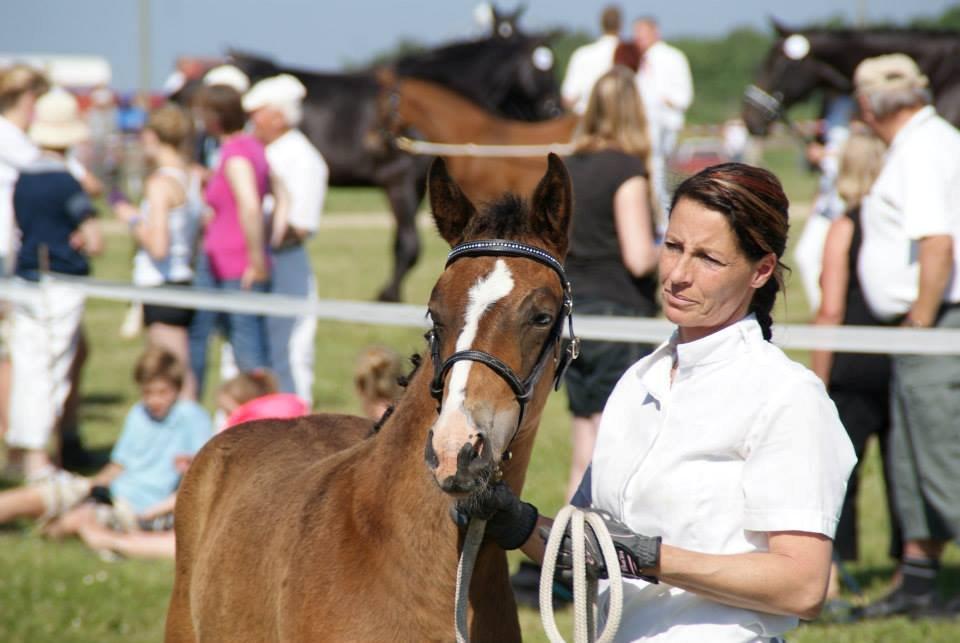 Oldenborg Henriksøs Leonardo (solgt) - Roskilde Dyreskue 2013 billede 17