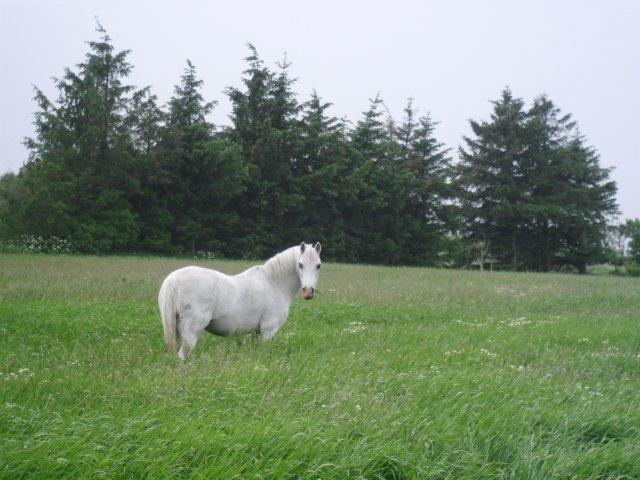 Welsh Mountain (sec A) Fakla Geraldine<3 billede 17