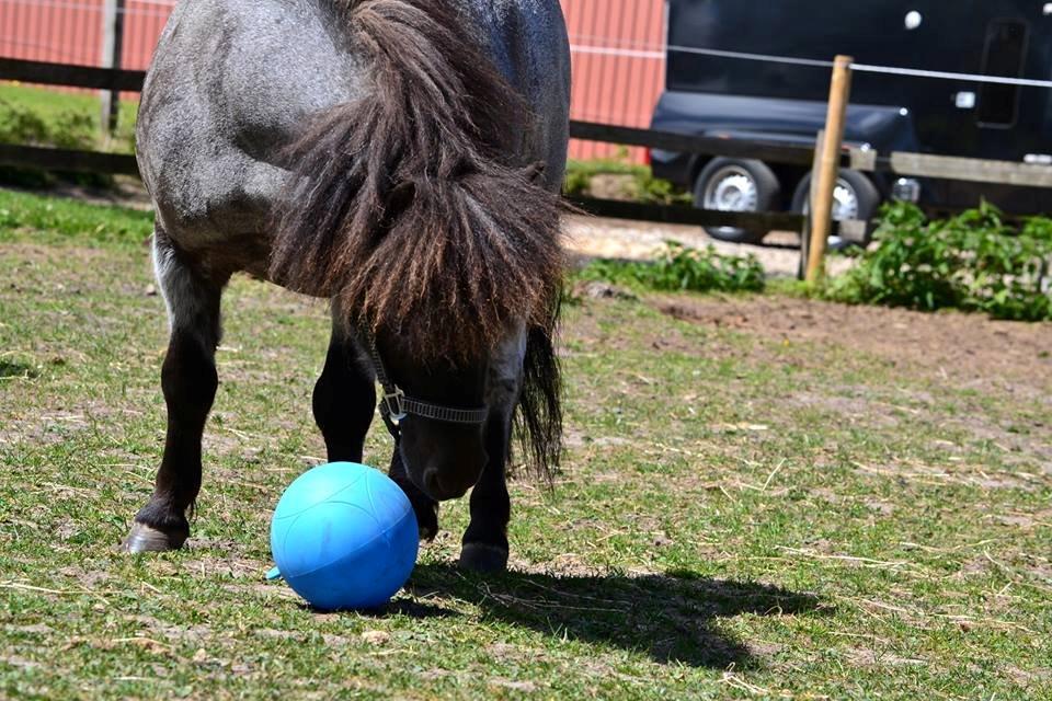 Shetlænder Tantor - Velkommen til Tantor's profil :-) Fotografi af Line Hvid billede 2