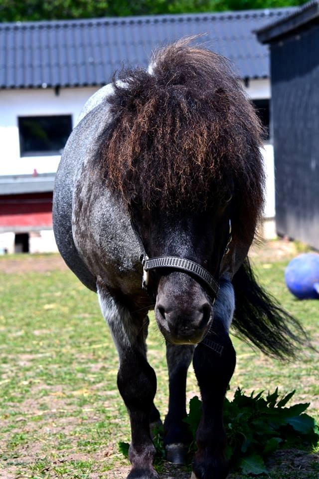 Shetlænder Tantor - Fotografi af Line Hvid billede 5