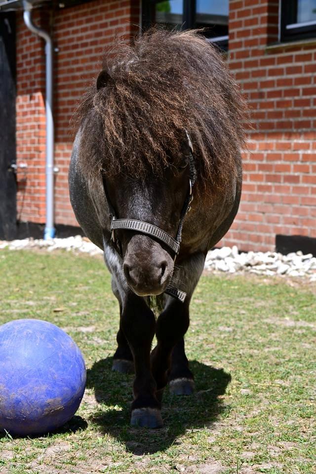 Shetlænder Tantor - Fotografi af Line Hvid billede 6