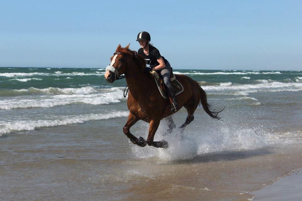 Hollandsk Varmblod Zirmatine - 9.6.2013 Galop ved Rødhus strand, det var noget der passede Zirma :) Nu i hackamore.. Foto: Sofie Vester billede 9