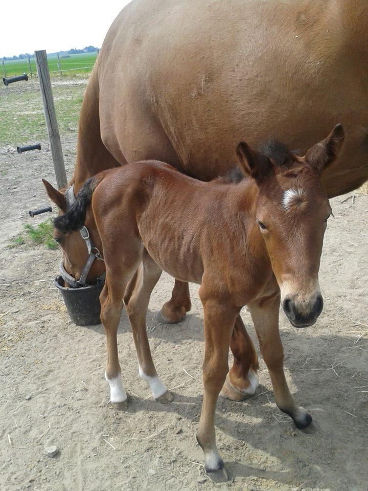 Anden særlig race Magic's Anastacia billede 1