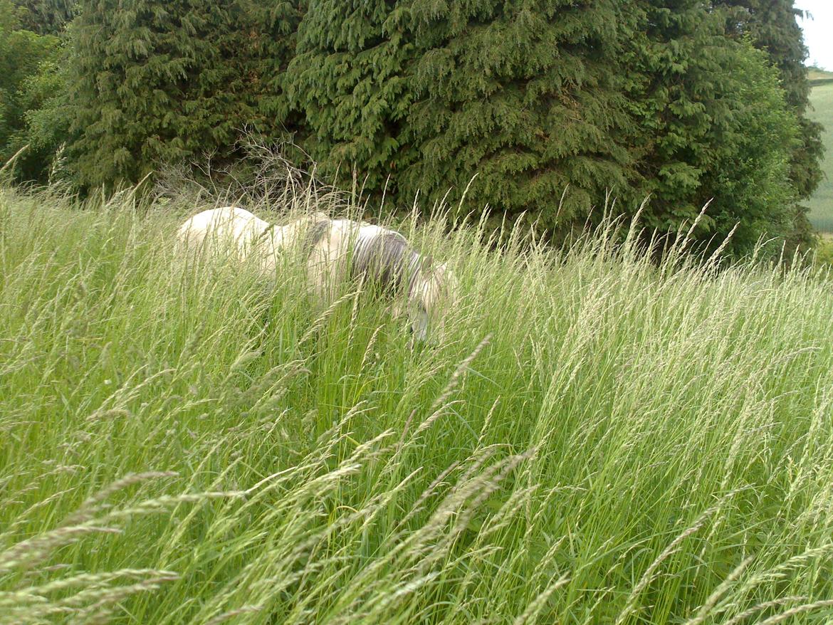 Anden særlig race Hubert - Find Hubert :-) billede 12