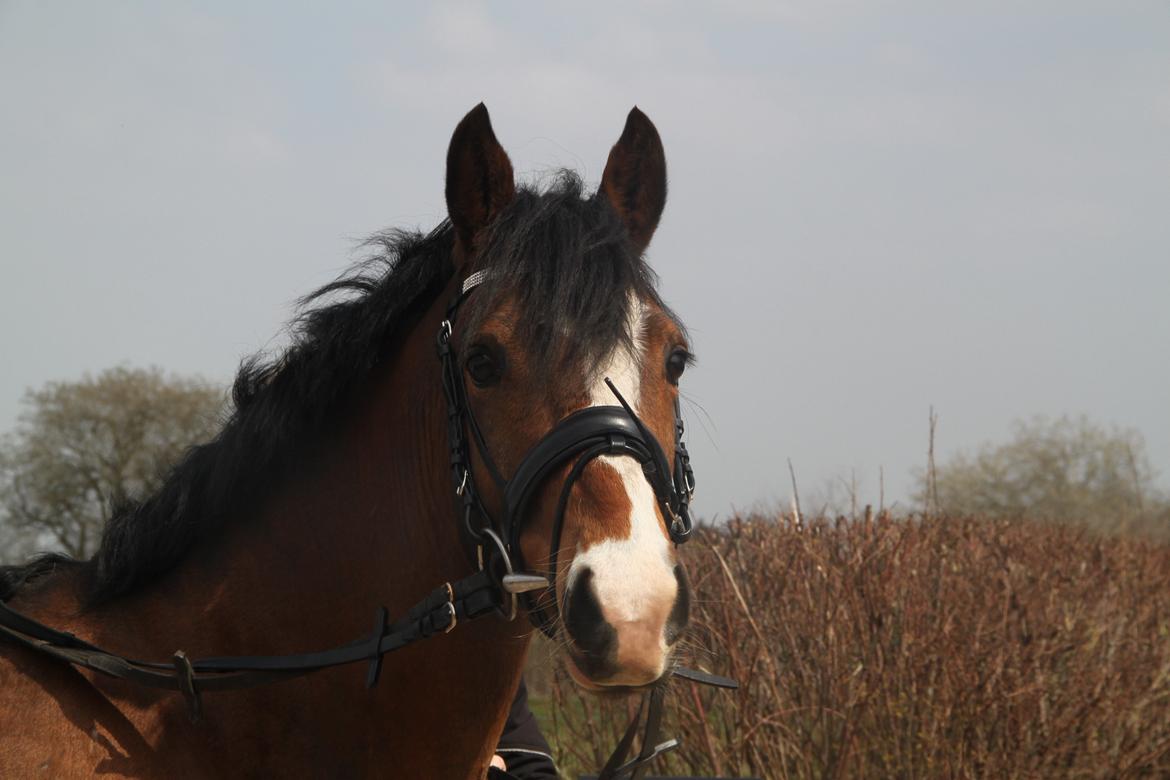 Welsh Pony (sec B) Bakkegaarden´s perfect prince - Min lækre dreng <3 billede 3