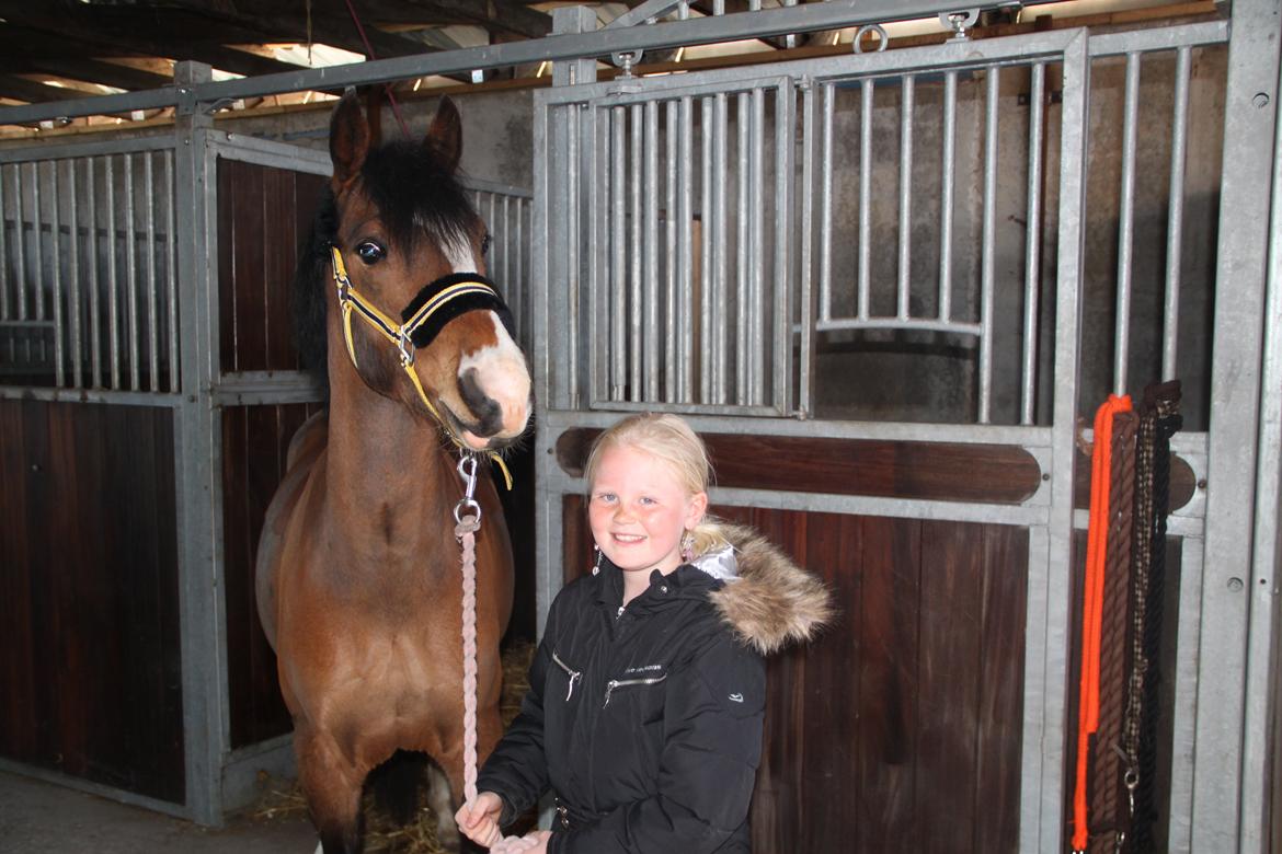 Welsh Pony (sec B) Bakkegaarden´s perfect prince - Den store dag, hvor vi var oppe og hente ham <3 :) billede 4