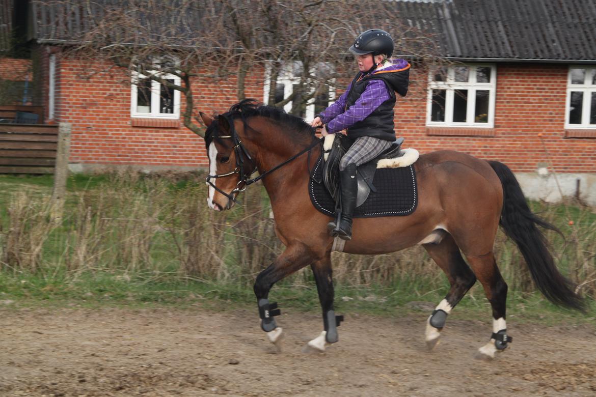 Welsh Pony (sec B) Bakkegaarden´s perfect prince - Dressur træning, dagen efter vi fik ham hjem :)  billede 5