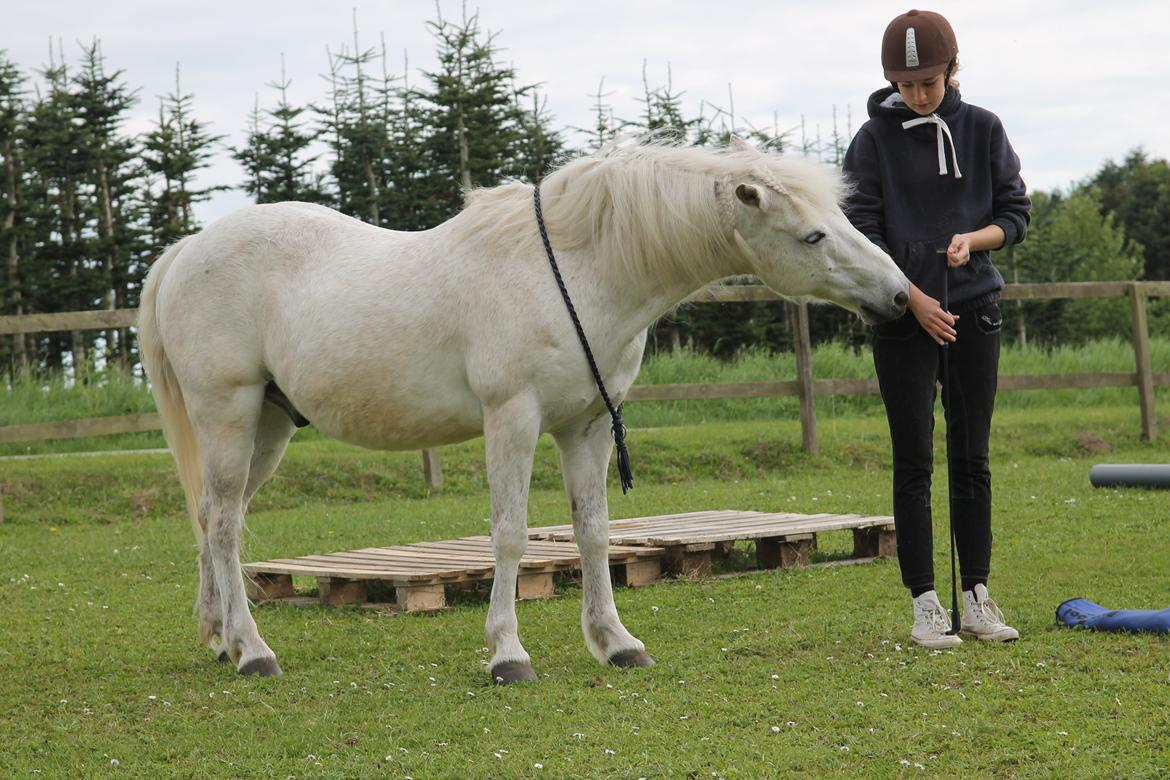 Anden særlig race Frisser [Might'N Magic] - My whole world<3 | Maj 2013 | Foto: Muddi. billede 1