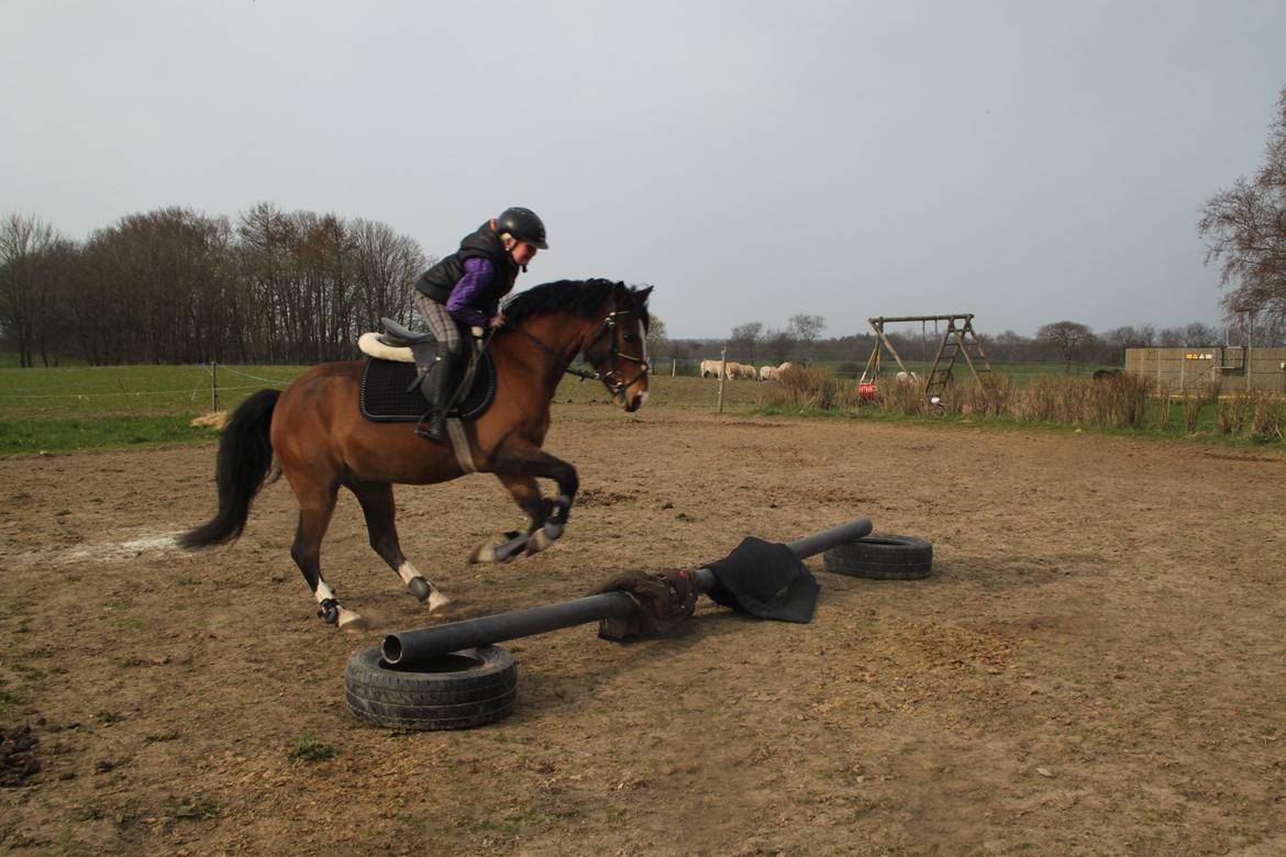 Welsh Pony (sec B) Bakkegaarden´s perfect prince - Første gang vi springer :) billede 8