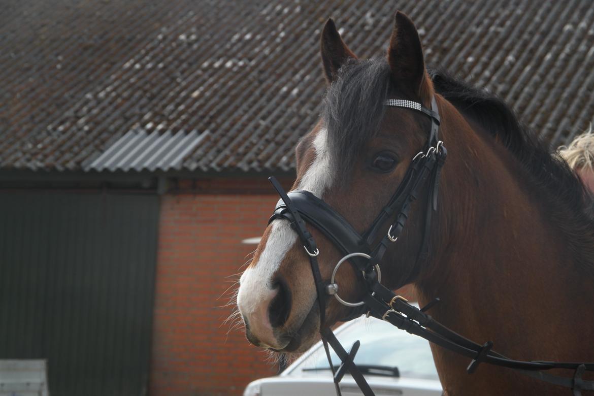 Welsh Pony (sec B) Bakkegaarden´s perfect prince billede 7