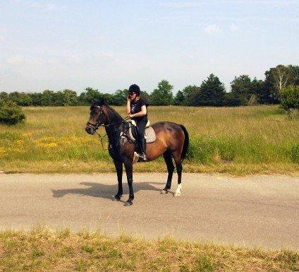 Dansk Varmblod Nygaards Michado - Mor taler i telefon. Efter en vild tur på avnø :)  billede 10