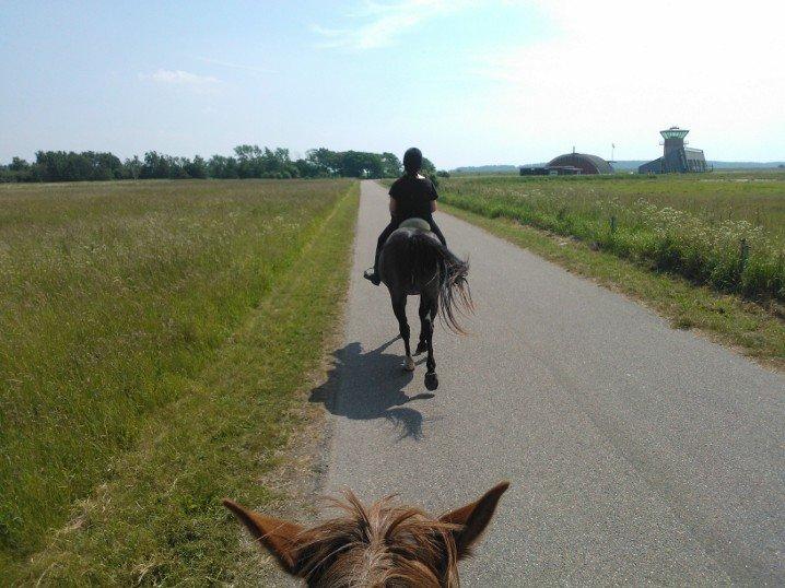 Dansk Varmblod Nygaards Michado - så er hun smuttet! billede 34