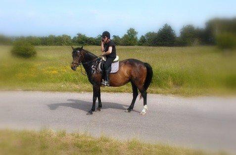 Dansk Varmblod Nygaards Michado - hun er fed... billede 33