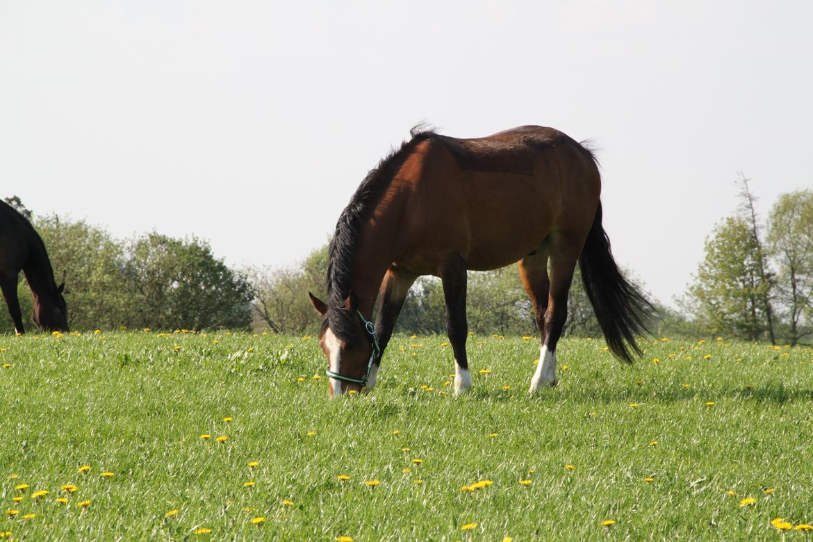 Welsh Pony (sec B) Bakkegaarden´s perfect prince - På fold, nøøj hvor han nyder det gode vejr :) billede 9