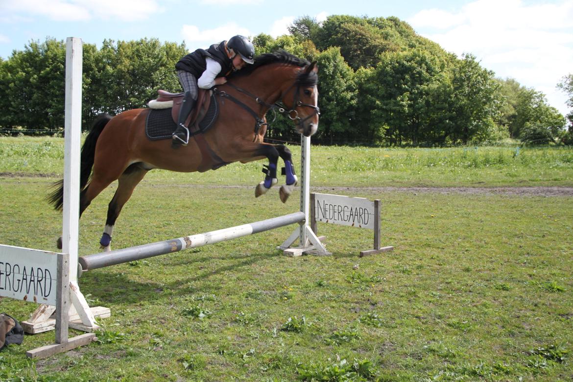Welsh Pony (sec B) Bakkegaarden´s perfect prince - En af de første gange vi springer der hjemme <3 :) billede 13