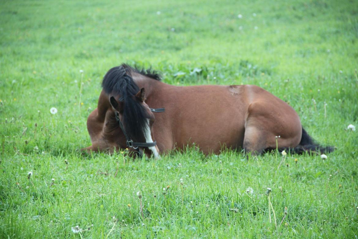 Welsh Pony (sec B) Bakkegaarden´s perfect prince - En meget træt bamse :) billede 17