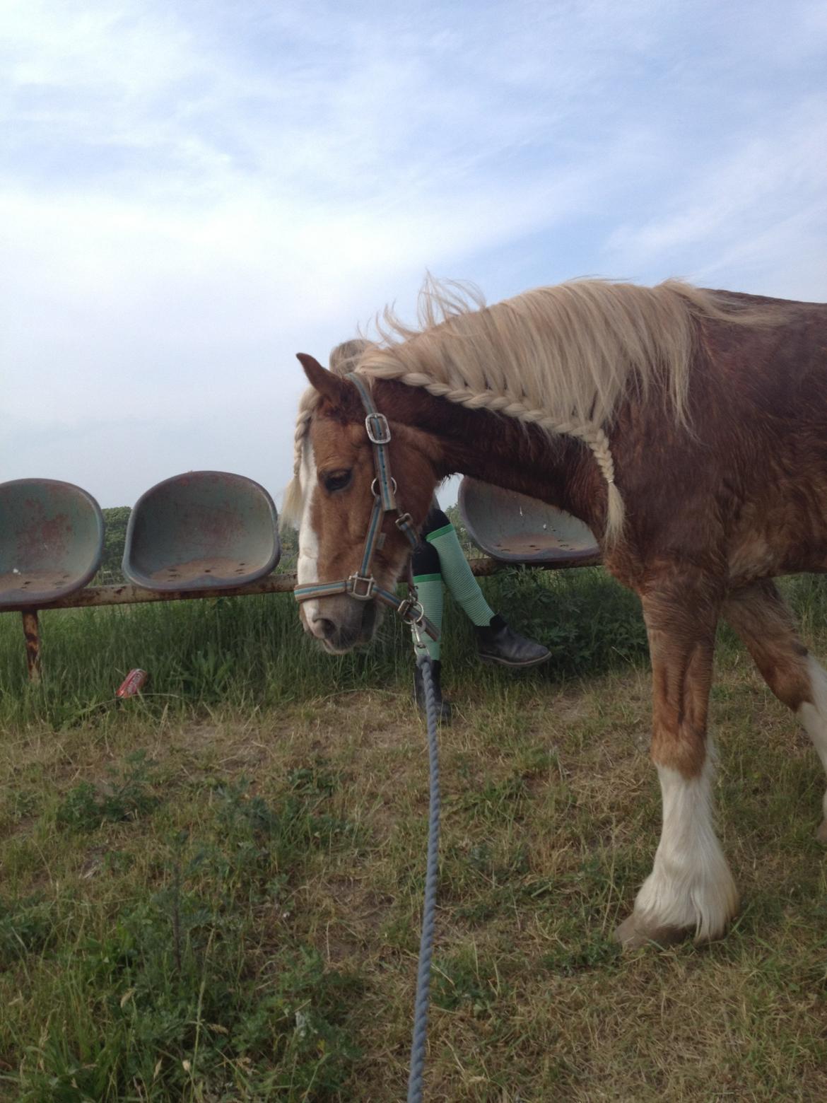 Anden særlig race Mac Gregor/Mags<333 - Hygge efter en hård undervisning ^_^ billede 16