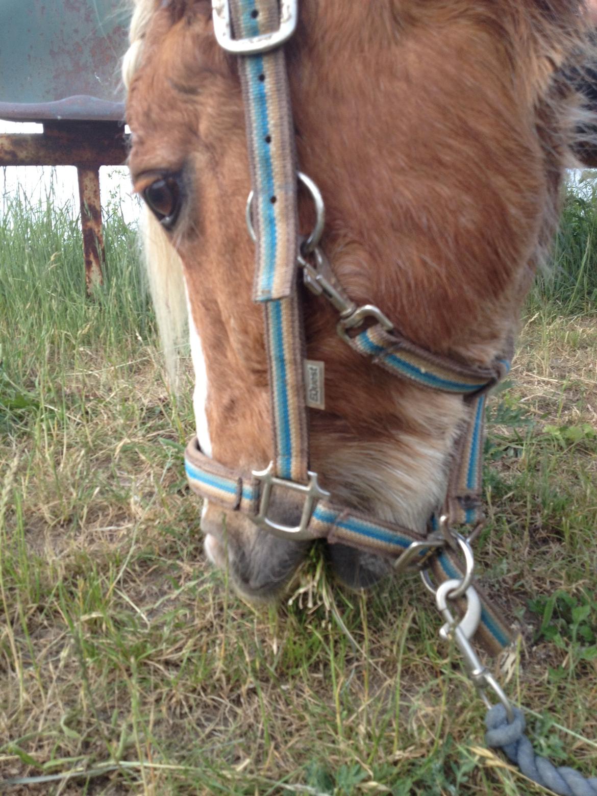 Anden særlig race Mac Gregor/Mags<333 - Kommer til at savne dig, din dejlige ponz<333 Men jeg lover dig at jeg kommer hen og hilser på dig!!! billede 17