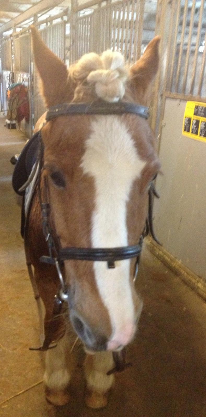 Anden særlig race Mac Gregor/Mags<333 - Klar til undervisning :D billede 15